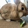 佐渡っこ二世　モカくん サムネイル3