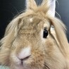 佐渡っこ二世　モカくん サムネイル5