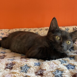 生後３ヶ月のキジトラ♂＆ブラックスモーク♀