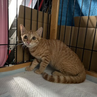 茶トラ　４ヶ月