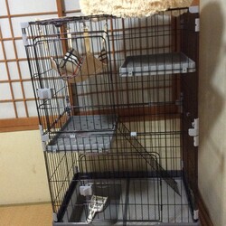 明日ネコちゃんやって来ます！ワクワク、ドキドキです