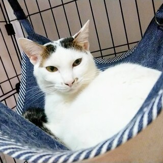 【アバクロ】 おかげさまで里親さまが決まりました