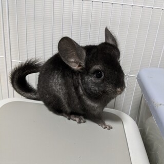 【感謝！里親様に巡り会えました！】チンチラ3兄弟