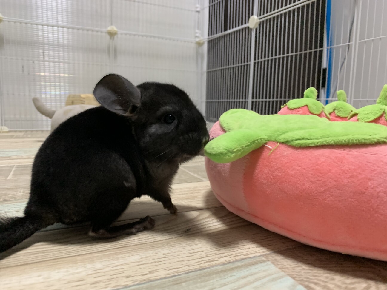 【感謝！里親様に巡り会えました！】チンチラ3兄弟 サムネイル2