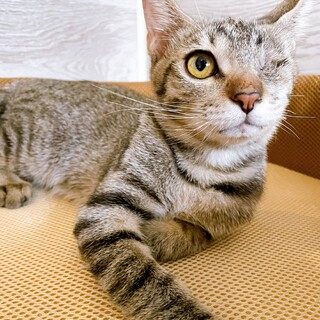 家族が出来ました！千疋屋くん♡片眼猫