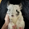 美人なメスのチンチラさん（1歳くらい）