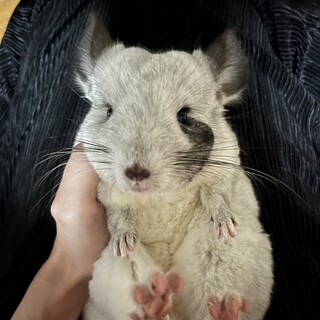 美人なメスのチンチラさん（1歳くらい）