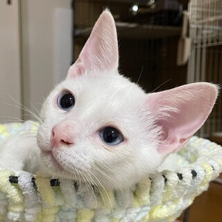 9/4加古川譲渡会参加します♥️♥️