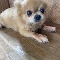 元気なチワワの男の子