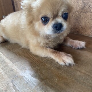 元気なチワワの男の子