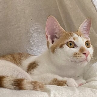 ビビリの甘えん坊！茶白男子ルカ君