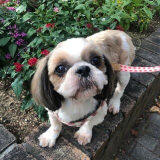 明るいシーズのライムちゃん