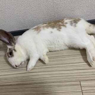 うさぎのエイラくん