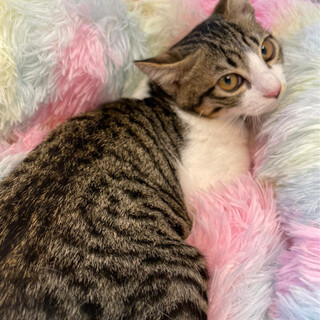 穏やかなキジ白♂約4ヶ月