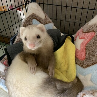 フェレットの里親募集中