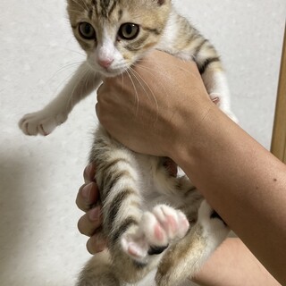 美人な女の子　キジ白