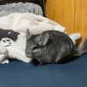 ぽめぽめぷりん