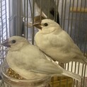 【応募受付停止中】文鳥のヒナ　シルバー？　性別不明