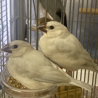 【応募受付停止中】文鳥のヒナ　シルバー？　性別不明