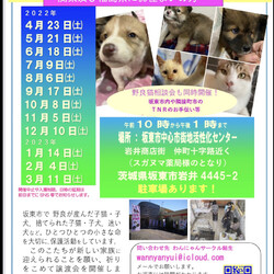 譲渡会 子犬と猫さん ラ わんにゃんサークル結生のイベント ペットのおうち 月間利用者150万人