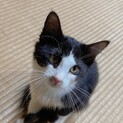 長崎県佐世保市でハチワレ子猫の里親募集してます！