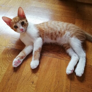 5/26生まれの茶トラ２