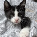 黒豆くんの里親さん募集