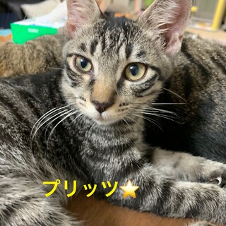 短い尻尾がチャームポイント‼️キジトラの男の子