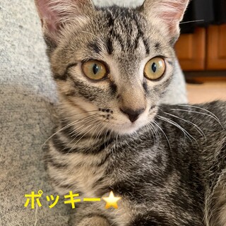 カワイイ❤️キジトラの男の子