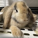 ロップイヤー オス 5ヶ月