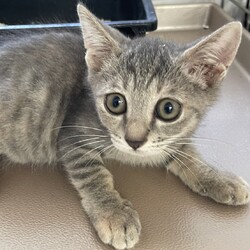 三重県桑名市9月11日(日)リトルパウエイド猫の譲渡会