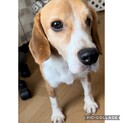 ビーグル♂推定7歳
