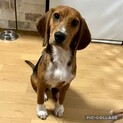 ビーグル♂推定10ヶ月