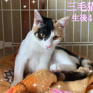 甘えん坊の三毛猫ちゃん！