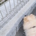 ポメラニアン 