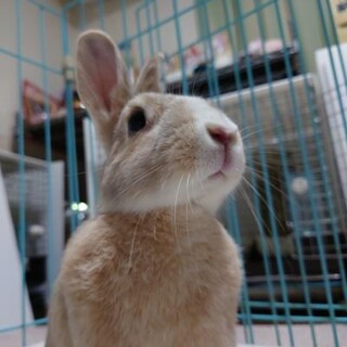 保護うさぎ(滋賀っこ) ゆうじくん