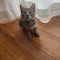 トラ猫ちゃん