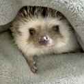 ハリネズミ里親募集。令和４年１月２０日生まれです。