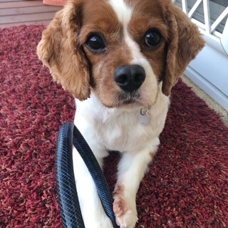 【トライアル予定】可愛いキャバリアの男の子です