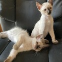 シャム猫ミックス