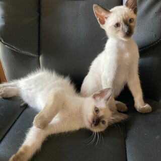 シャム猫ミックス