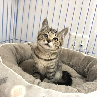 しっかり者のリンちゃん（姉）