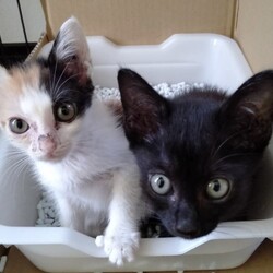 保護猫たちのお見合い会こねこまつり サムネイル2