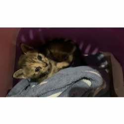 保護猫たちのお見合い会こねこまつり サムネイル3