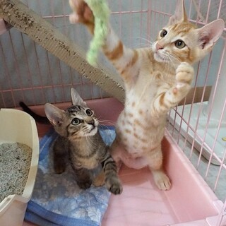 慣れてきた怖がりだった兄弟猫