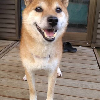 柴犬♂️涼真