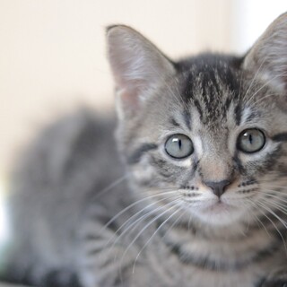 甘えんぼうの子猫♡なな