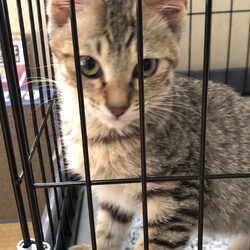 里親になりました。