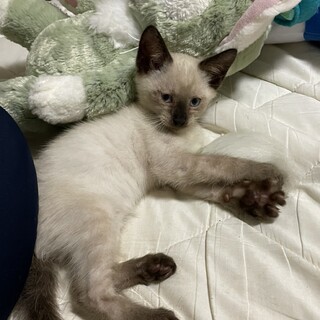 賢い猫種のシャム系です　