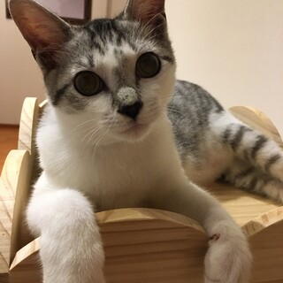 ゴロゴロ甘えてくれる♡サバトラくん♡